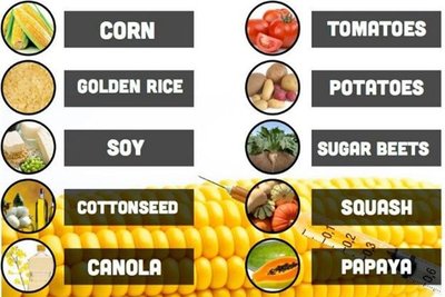Top 10 genetically modified foods