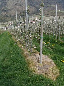 Glyphosate used as an alternative to mowing in an apple orchard
