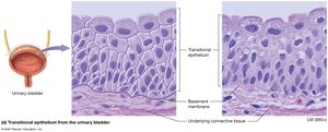 Transitional epithelium