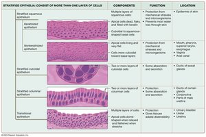 Summary table of stratified epithelia