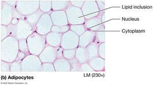Adipocytes in connective tissue