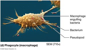 Phagocyte (macrophage)