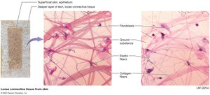 Loose connective tissue