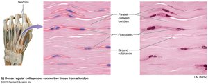 Dense regular collagenous connective tissue