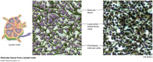 Reticular tissue