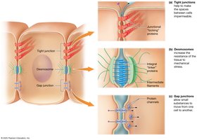 Diagram of cell junctions: tight, desmosome, gap