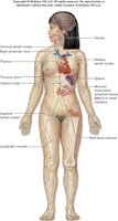 Anatomy of the lymphatic system in the human body