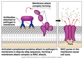 Complement system membrane attack complex