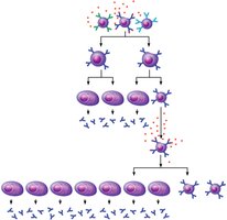 Secondary immune response with memory B cells