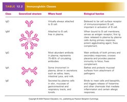 Immunoglobulin classes and their structures