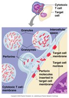 Cytotoxic T cell mechanism of target cell destruction