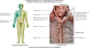 Lymph drainage pattern and thoracic duct anatomy