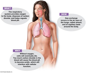 Diagram showing the respiratory system and its functions
