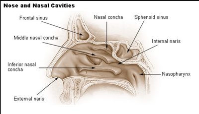 Anatomy of the nose and nasal cavities