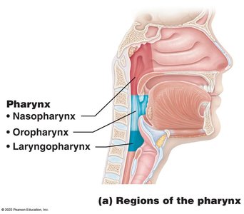 Regions of the pharynx