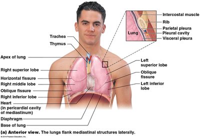 Anterior view of the lungs and pleural membranes