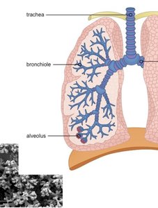 Diagram of trachea, bronchioles, and alveolus
