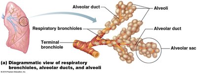 Diagrammatic view of respiratory bronchioles, alveolar ducts, and alveoli