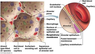Structure of the respiratory membrane and gas exchange