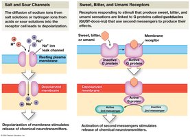 Salt, sour, sweet, bitter, and umami taste mechanisms