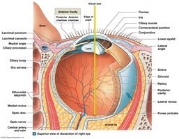 Superior view of dissection of right eye
