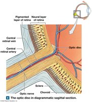 Optic disc in sagittal section