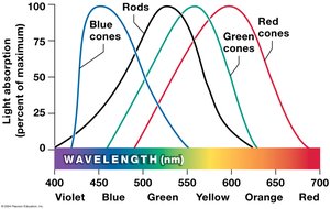 Cone types and sensitivity to color