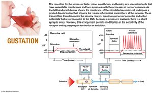 Gustation and generator potential
