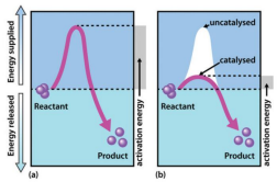Activation energy with and without enzyme catalysis