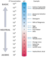 pH scale showing acidic, neutral, and basic values