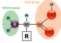 Structure of an amino acid