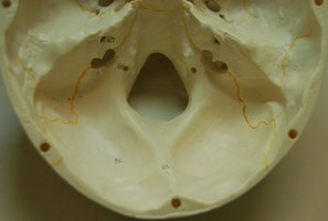 Detailed view of the skull base with foramina