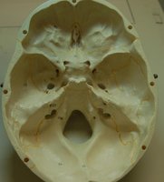 Anterior view of the nasal and orbital region of the skull