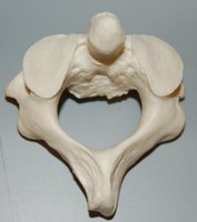 Axis vertebra (C2), superior view