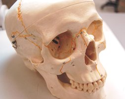 Thoracic vertebra, superior view
