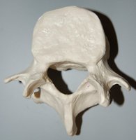 Coccyx, inferior view
