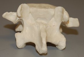 Sacrum, posterior view