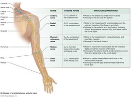The brachial plexus