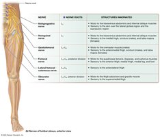 The lumbar plexus