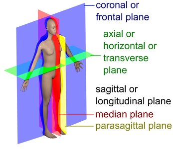 Body planes diagram