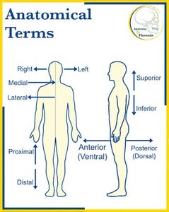 Anatomical directional terms diagram