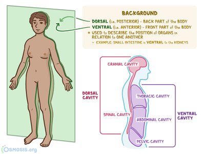 Dorsal and ventral body cavities diagram