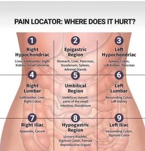 Abdominal regions diagram