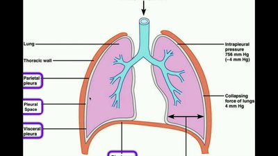 Pleural membrane diagram