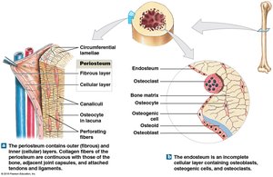 Periosteum and endosteum structure
