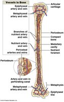 Vascular supply of bone
