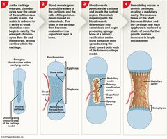 Stages of endochondral ossification