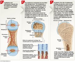 Later stages of endochondral ossification