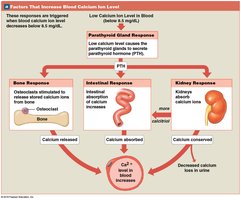 Factors that increase blood calcium ion level