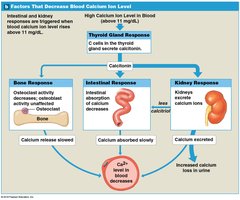 Factors that decrease blood calcium ion level